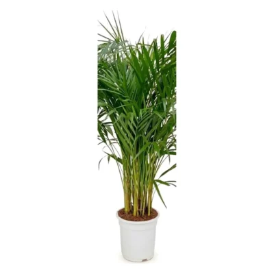 Areca palm 100 cm - Dypsis lutescens