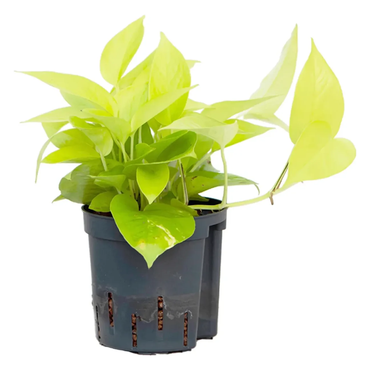 Golden Pothos Hanger (Epipremnum aureum)