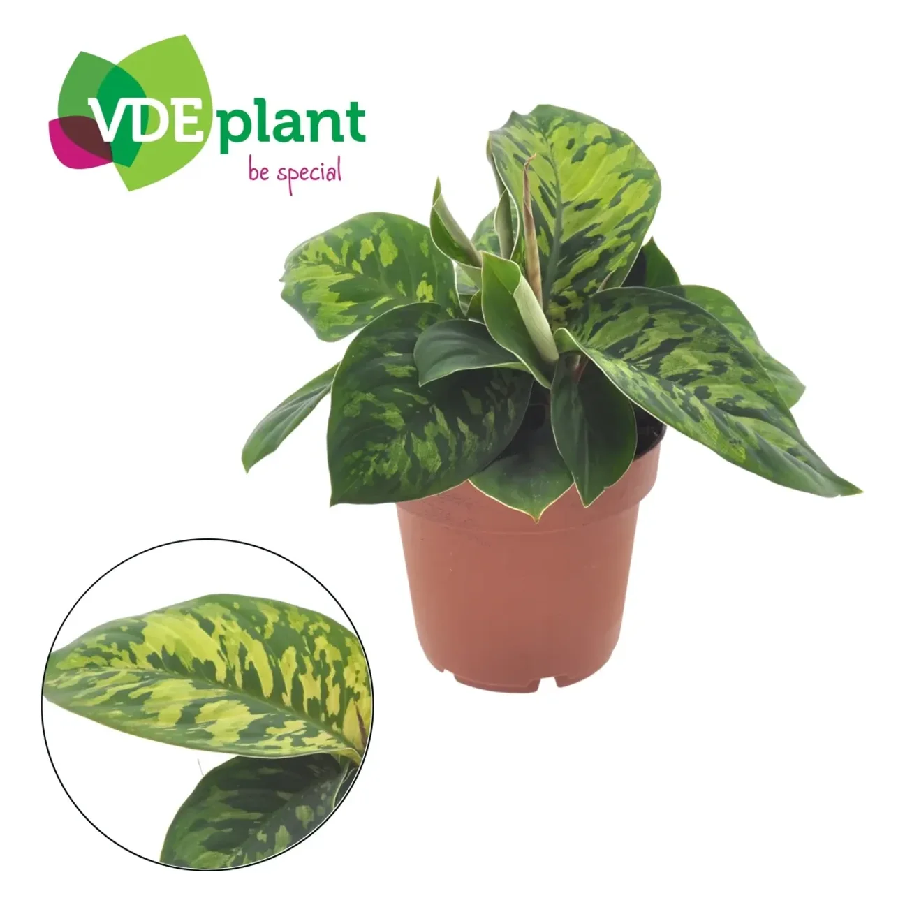 Homalomena wallisii 'Camouflage'