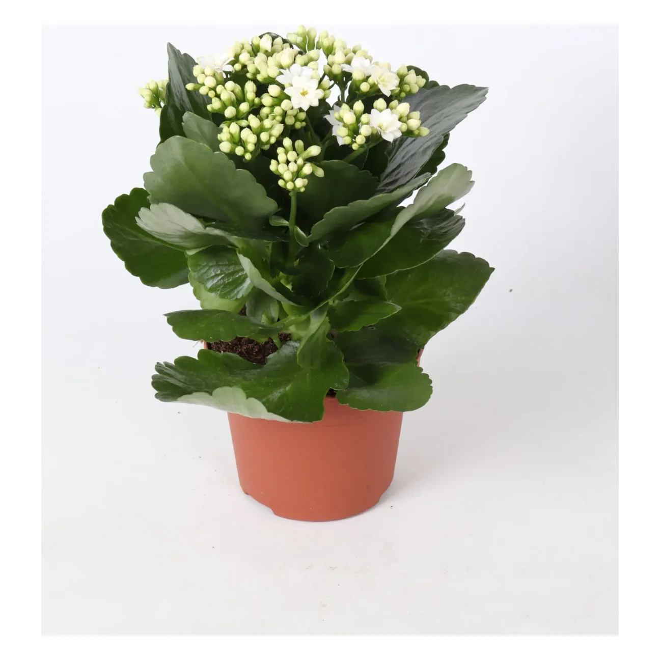 Kalanchoe Rosalina Don Dione Wit