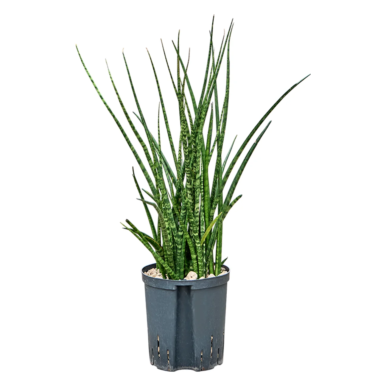 Sansevieria kirkii 'Fernwood' - Toef Hydrocultuur