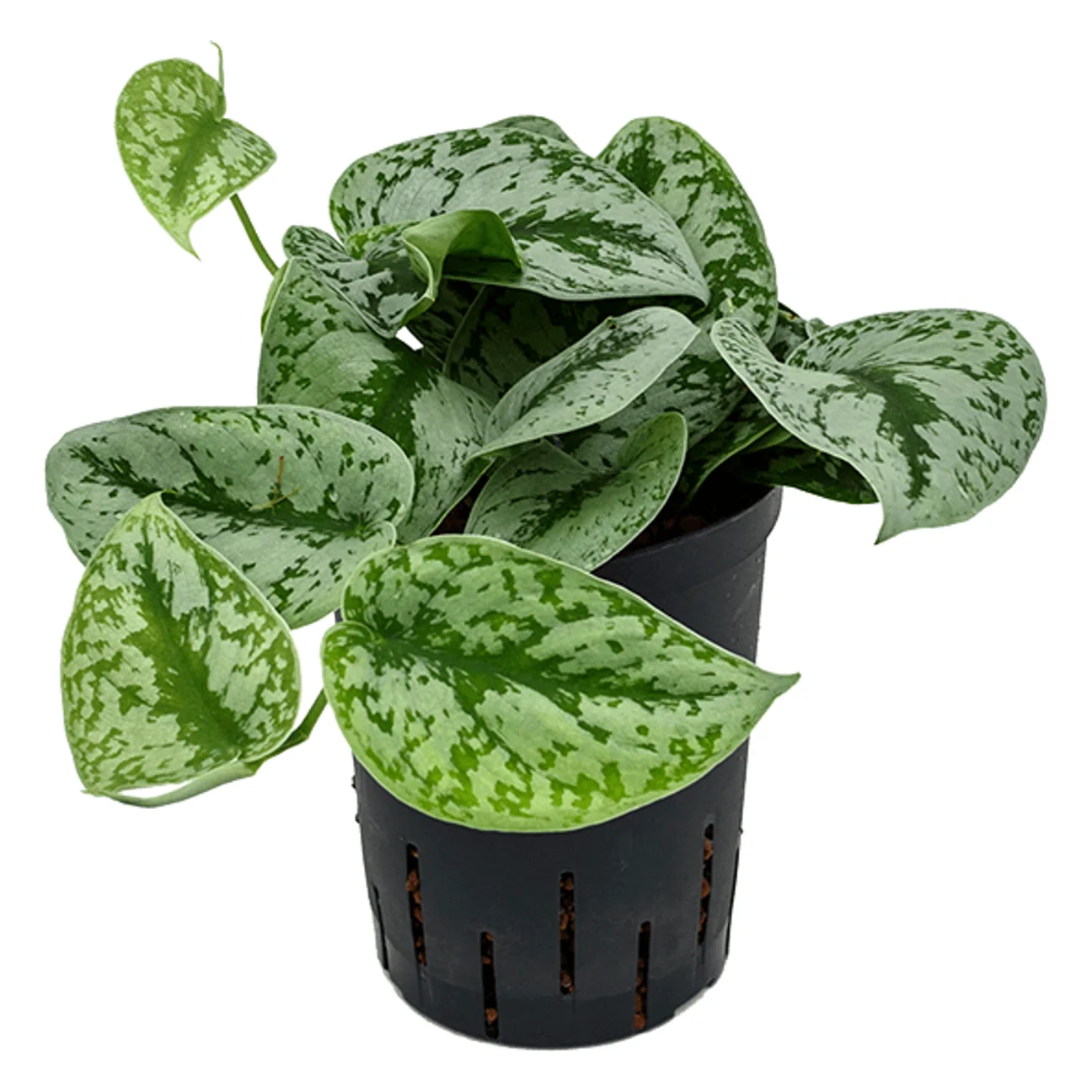 Scindapsus pictus 'Trebie' Hydrocultuur