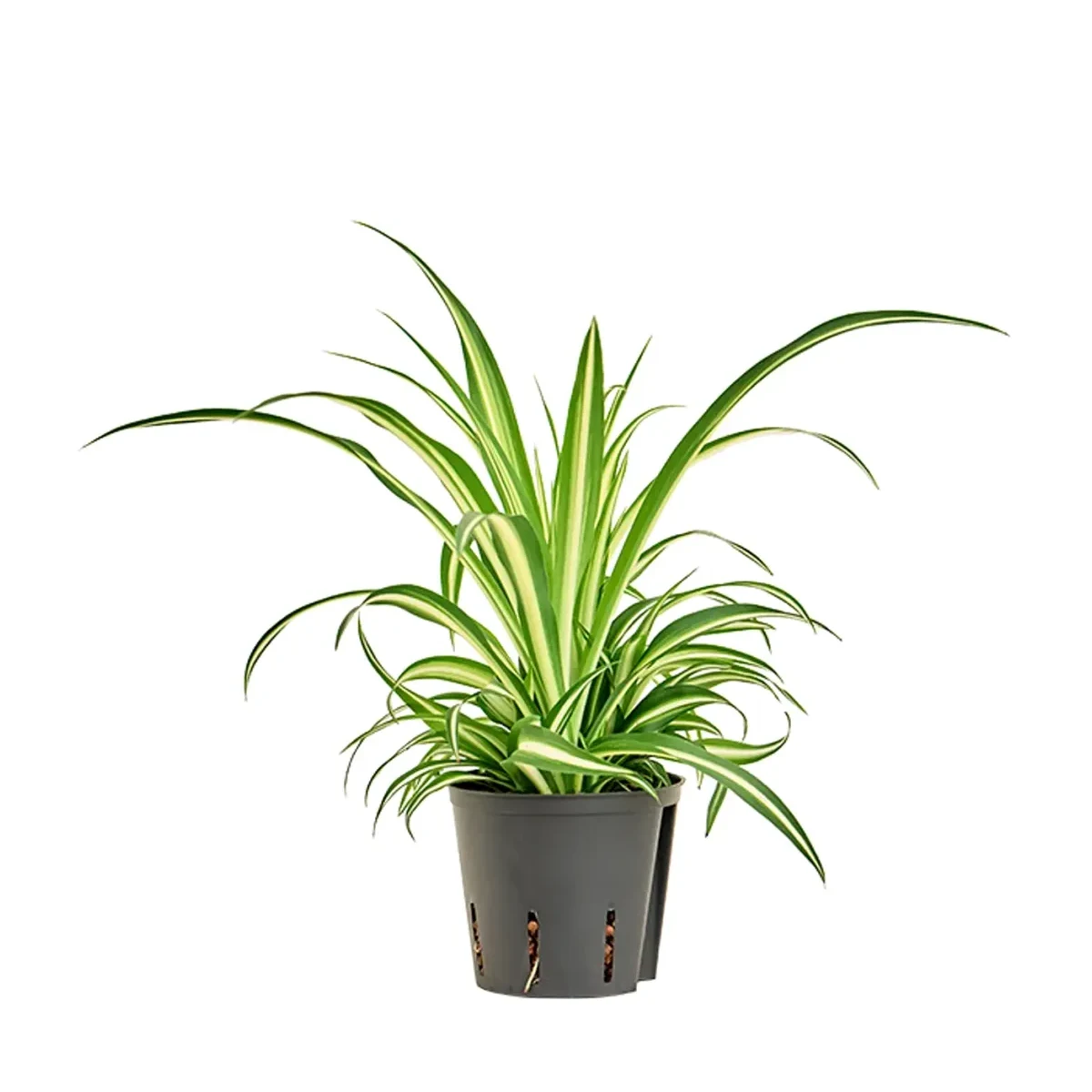 Chlorophytum comosum 'Variegatum' Hydrocultuur 13 cm