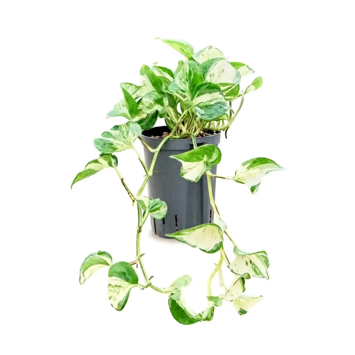 Manjula variegata Hydrocultuur 15 cm