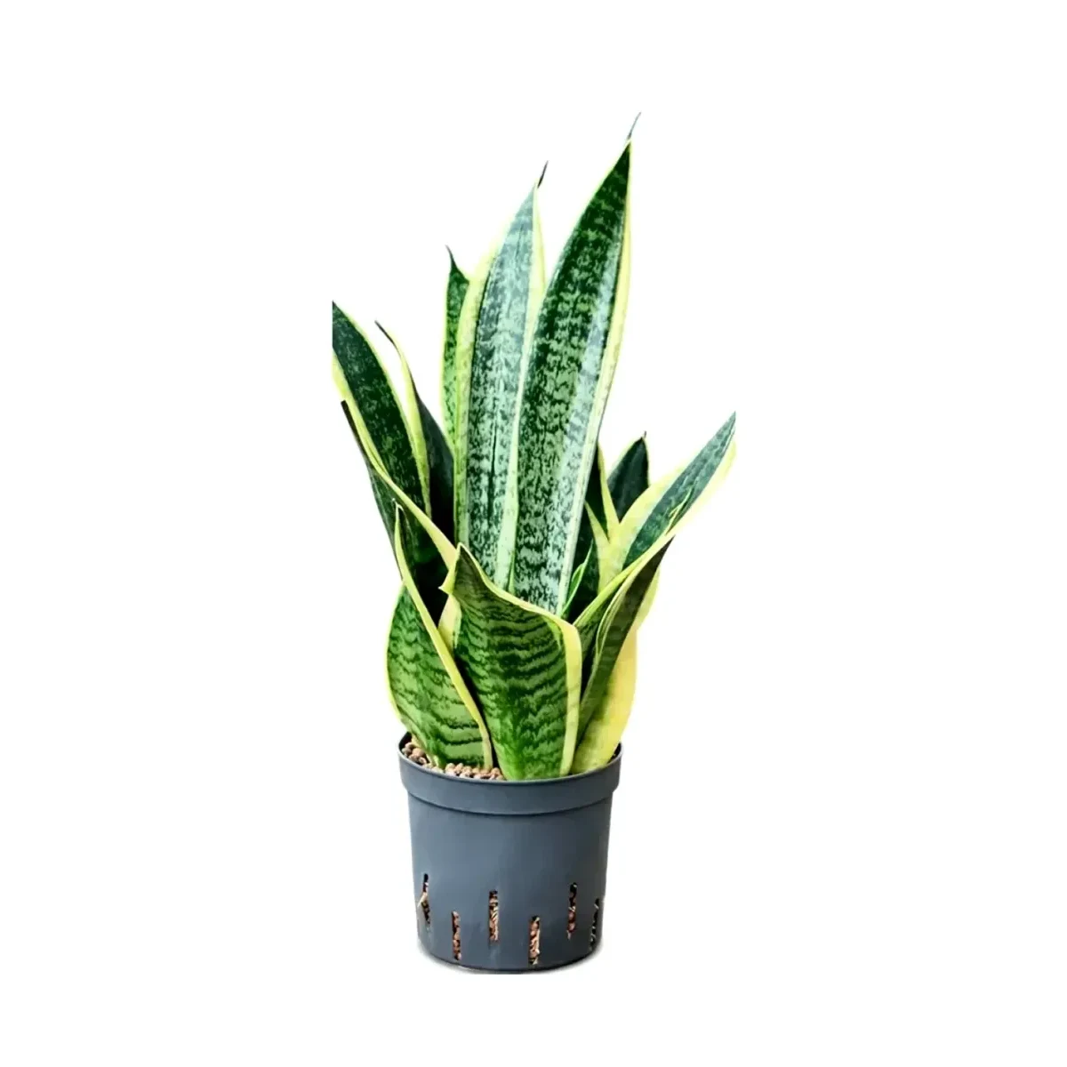 Sansevieria trifasciata 'Futura Superba' Hydrocultuur 13 cm