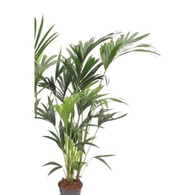 Kentia palm 160 cm - Howea forsteriana, pot 21